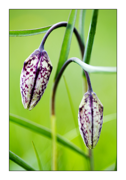 Two Snakeshead fritlliary buds